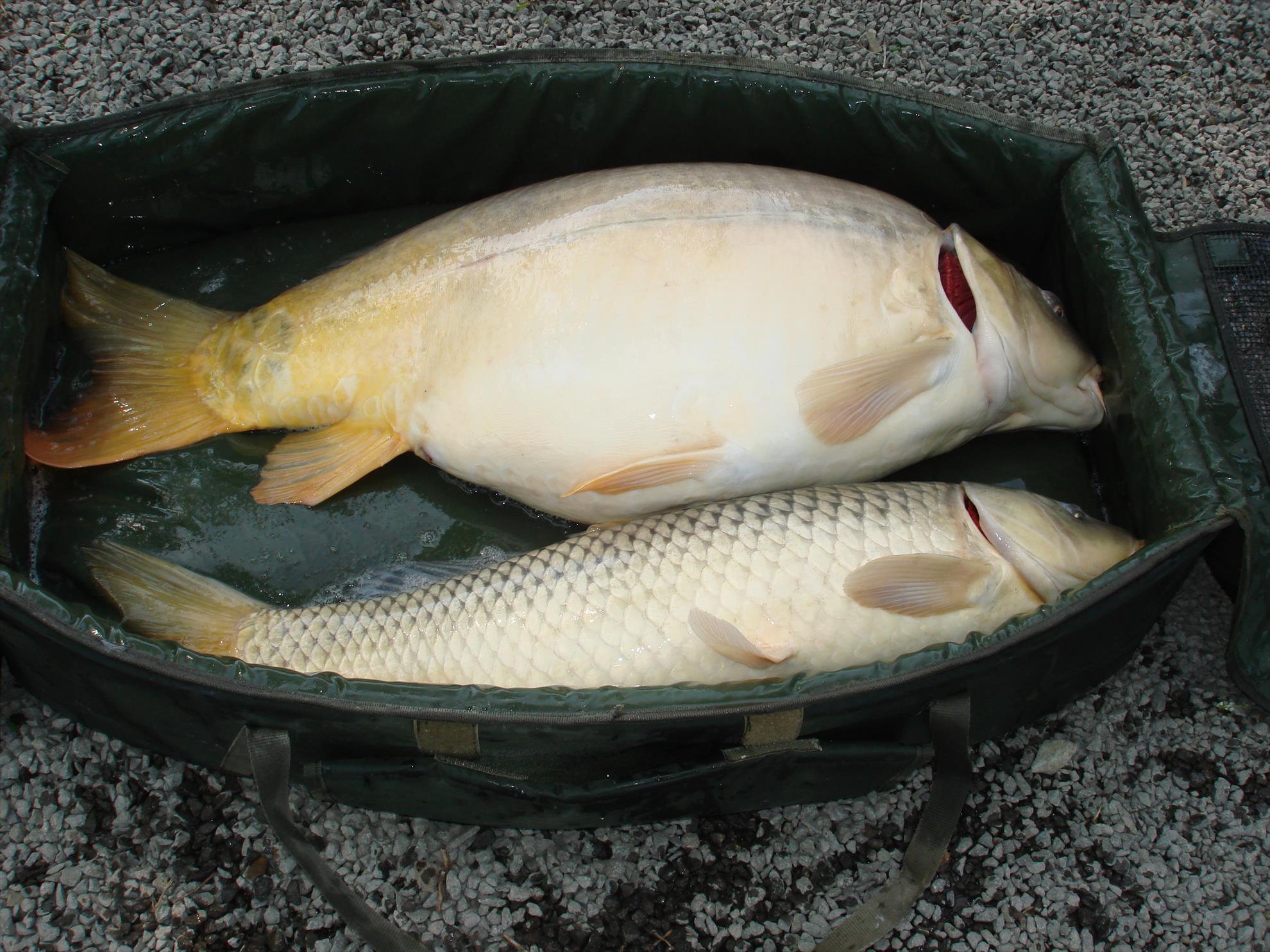 pescuit pe o balta superba - dsc06441.JPG